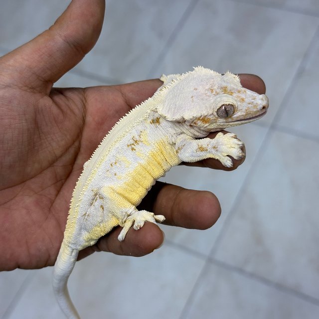 Lilly White