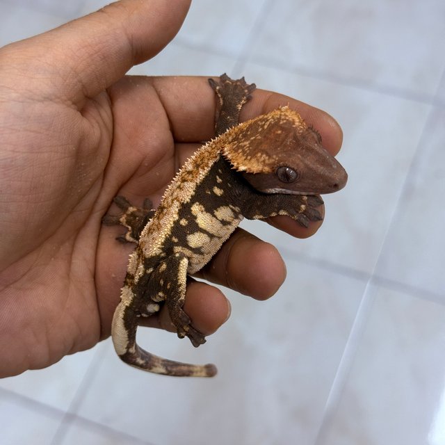 Chocho