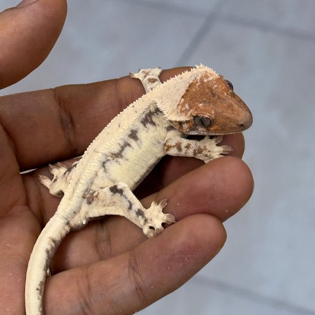 LW Sable 100% Het Axanthic