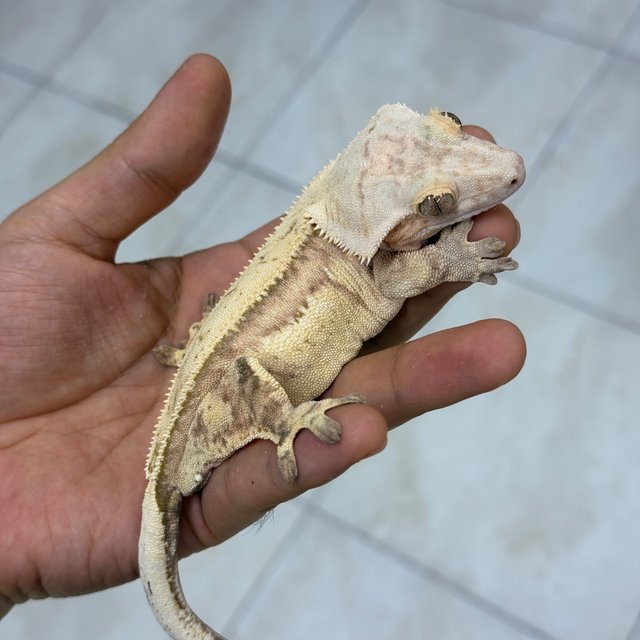 Normal Creamsicle