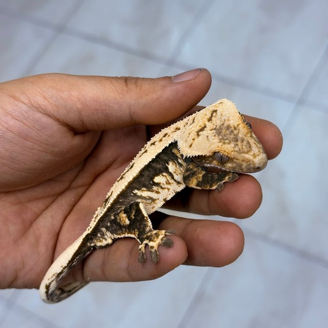 Normal 100% Het Axanthic