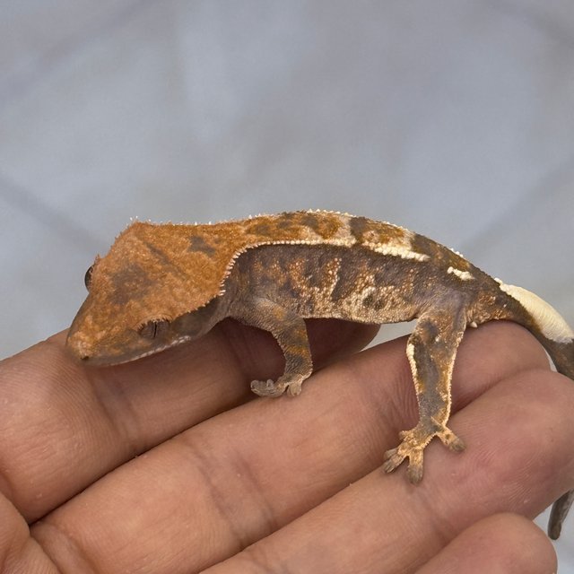 Cappuccino 100% Het Axanthic