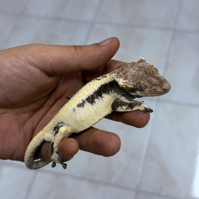 LW Sable 100% Het Axanthic