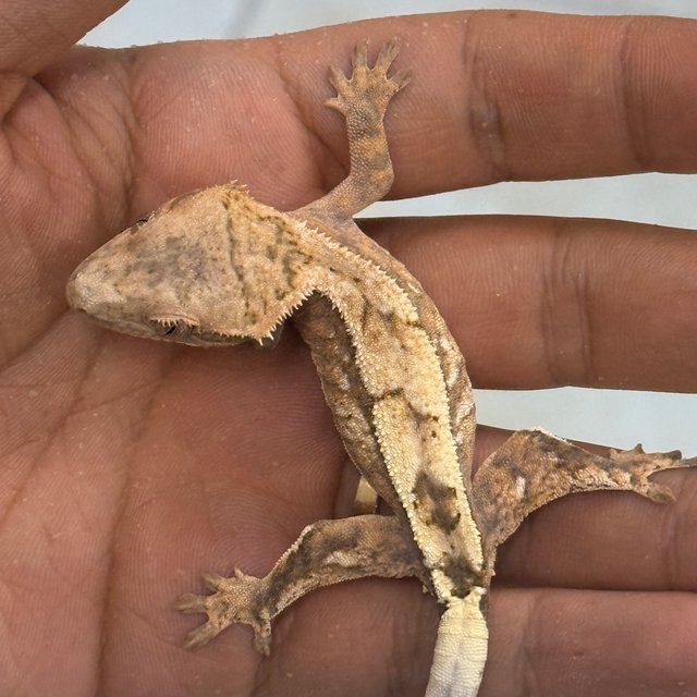 100% Het Axanthic Sable