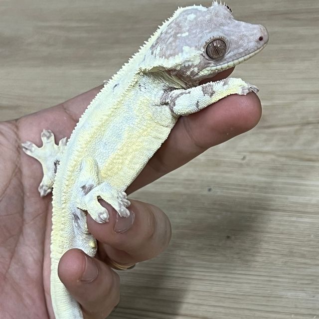 프라푸치노