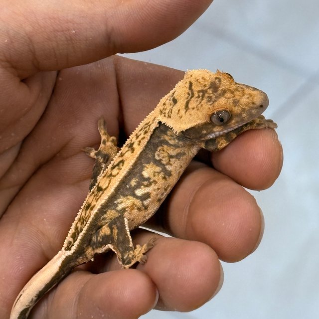 Normal 100% Het Axanthic