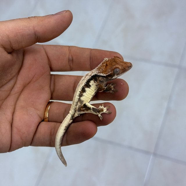 LW Sable 100% Het Axanthic