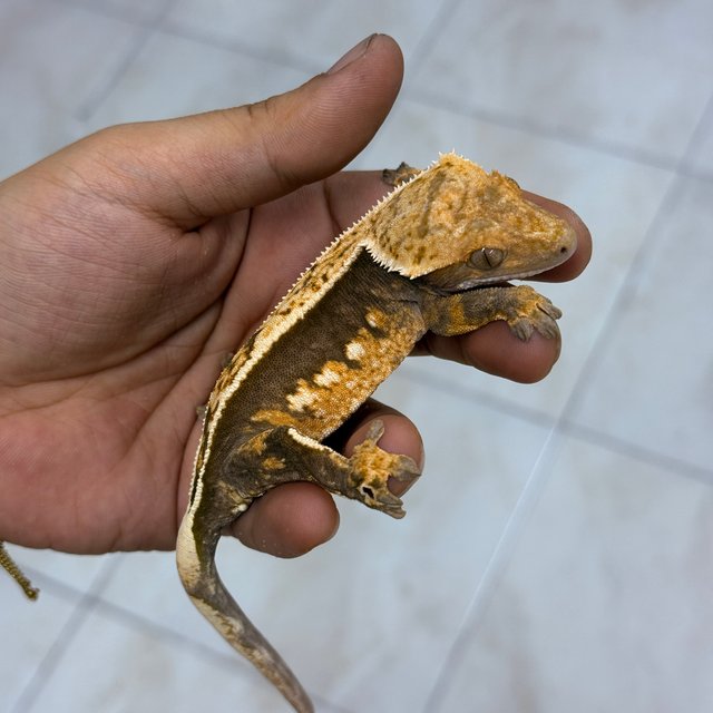 Normal 100% Het Axanthic