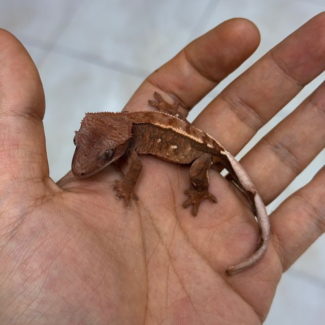 Chocho