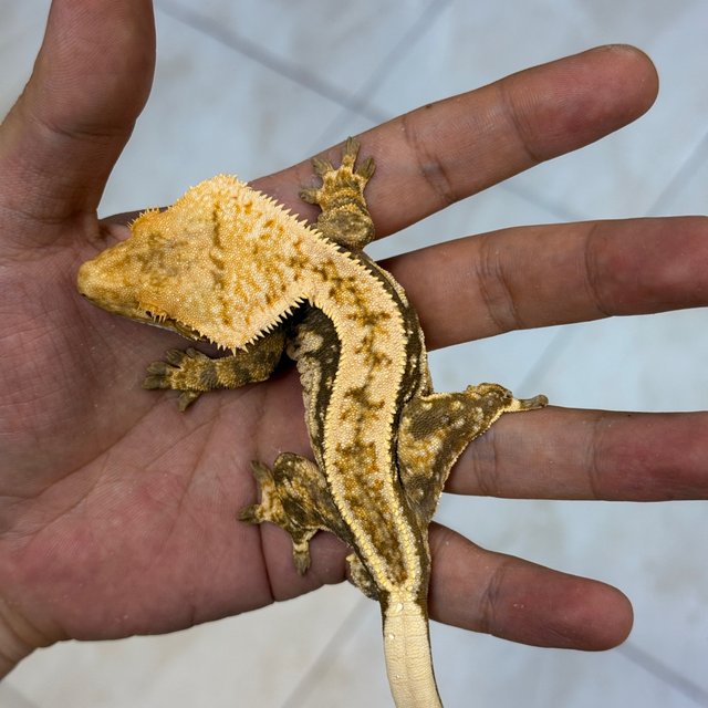 Normal 100% Het Axanthic