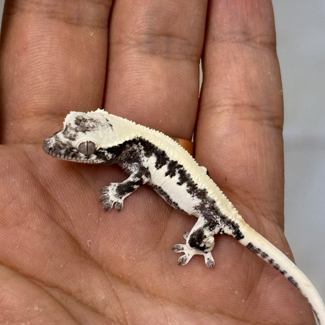 Axanthic LW Sable