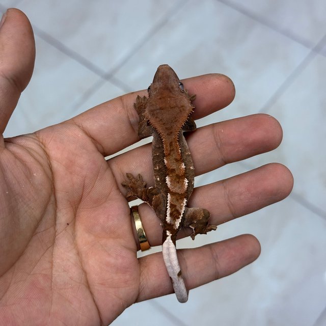 Chocho