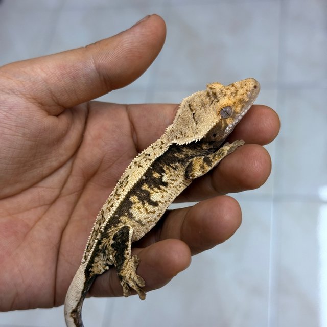 Normal 100% Het Axanthic