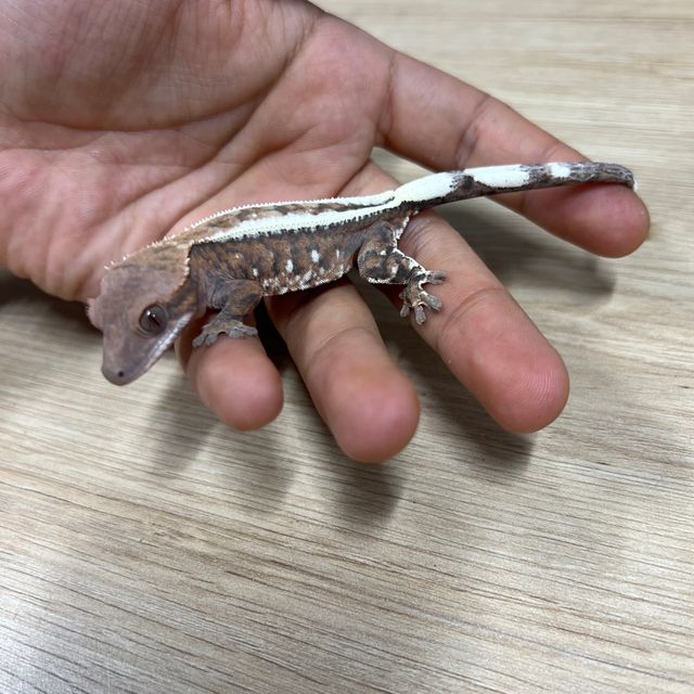 카푸치노