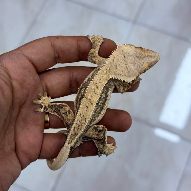 Normal 100% Het Axanthic