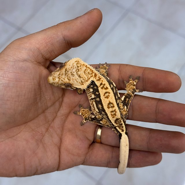 Normal 100% Het Axanthic