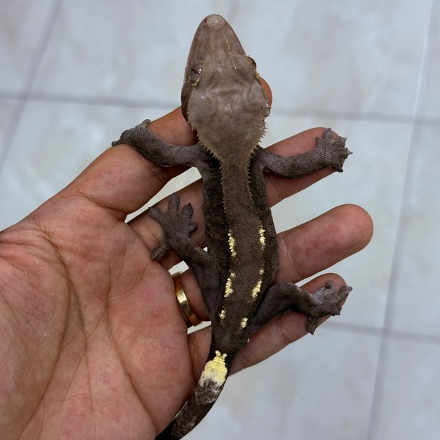 Sable Axanthic