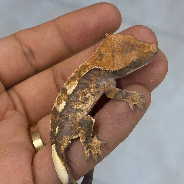 Cappuccino 100% Het Axanthic