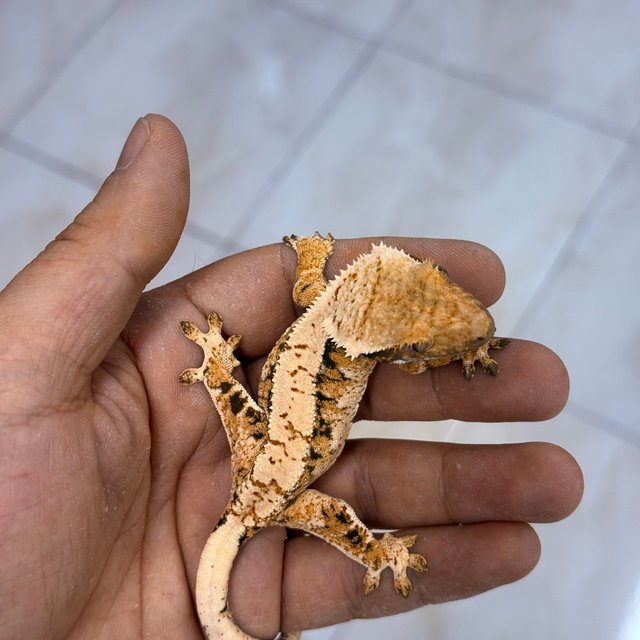 Normal