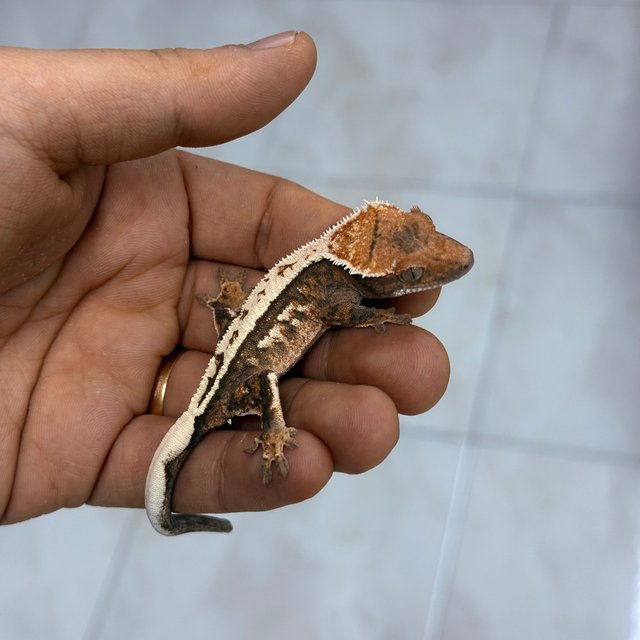 세이블 100%헷아잔틱