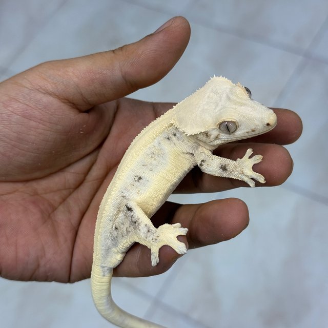 Lilly White