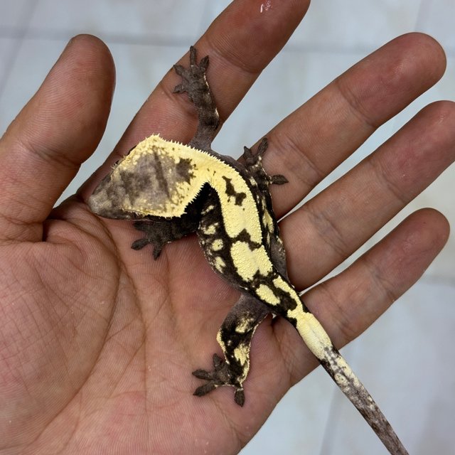 Sable Axanthic