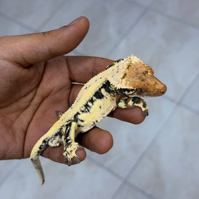 100% Het Axanthic Sable