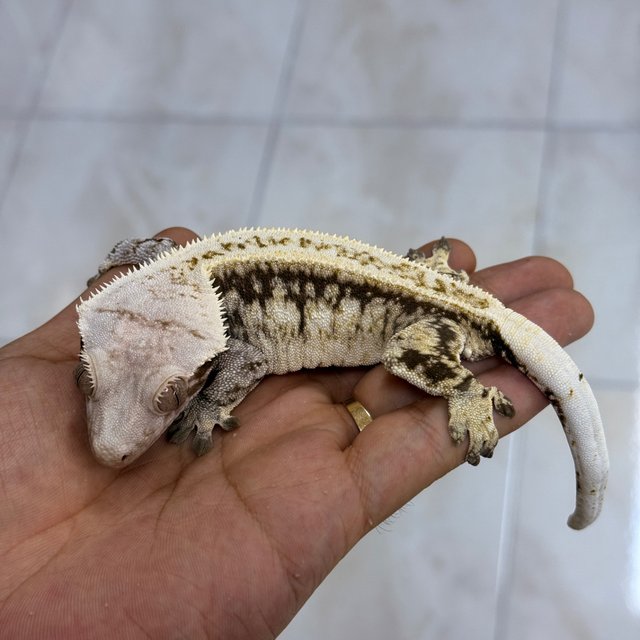 Normal
