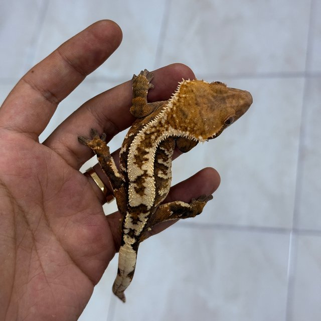 Sable 100% Het Axanthic
