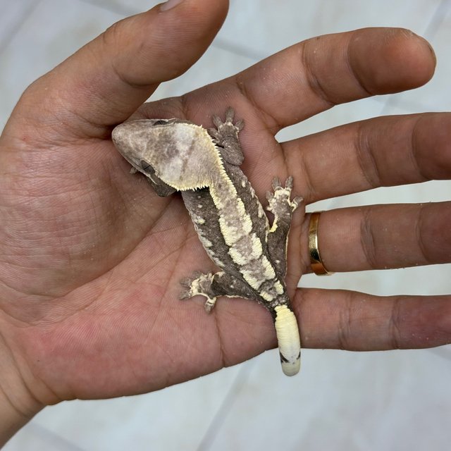Axanthic