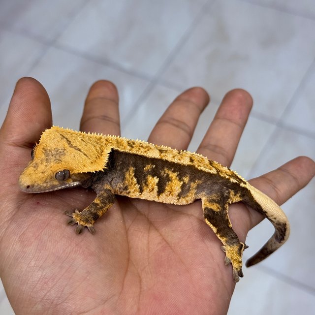 Normal 100% Het Axanthic