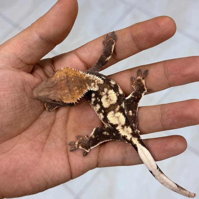 Chocho