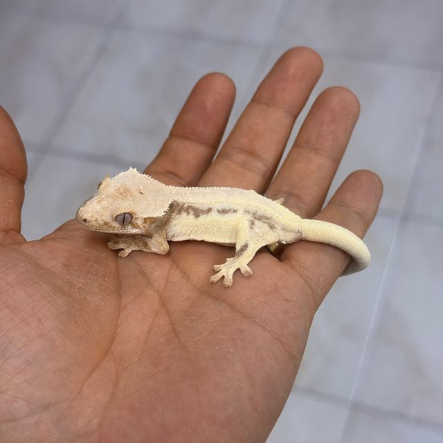 릴리 세이블 100%헷아잔틱