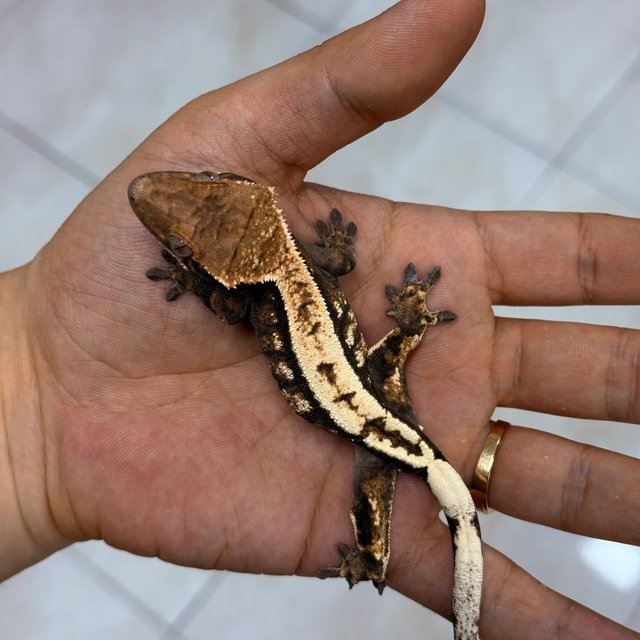 Sable 100% Het Axanthic