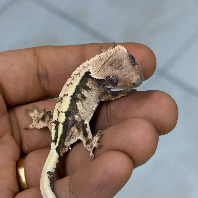 Sable 100% Het Axanthic