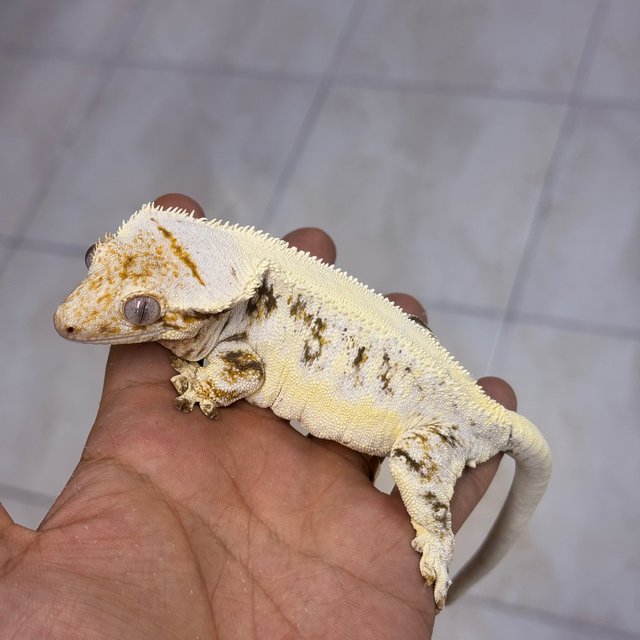 Lilly White