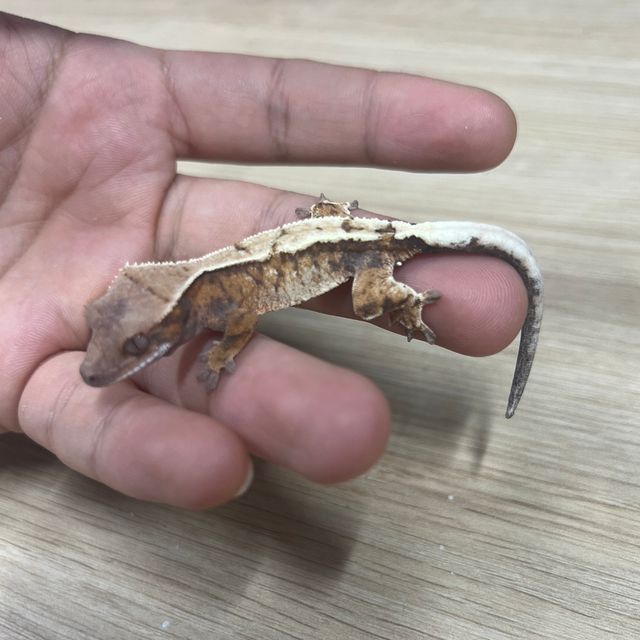세이블