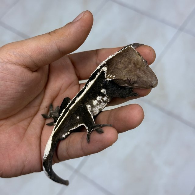 Axanthic