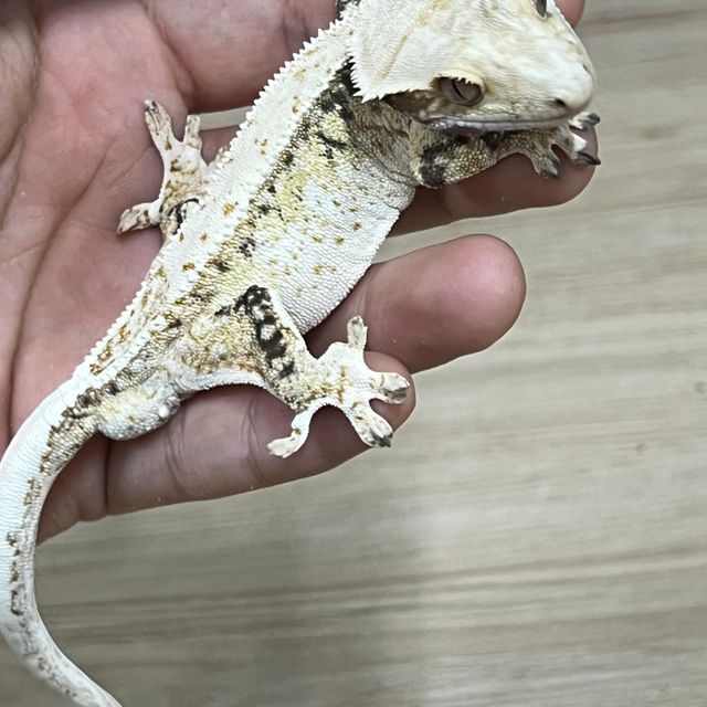 노멀