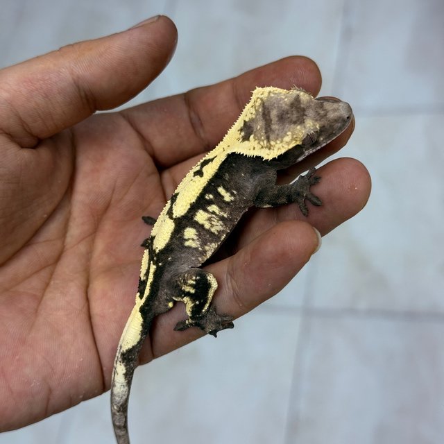 Sable Axanthic