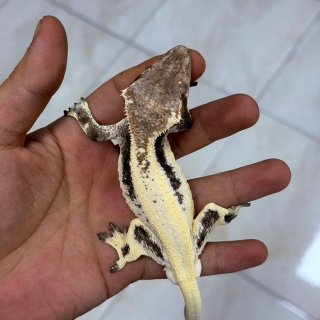 LW Sable 100% Het Axanthic
