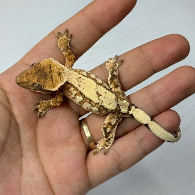 세이블