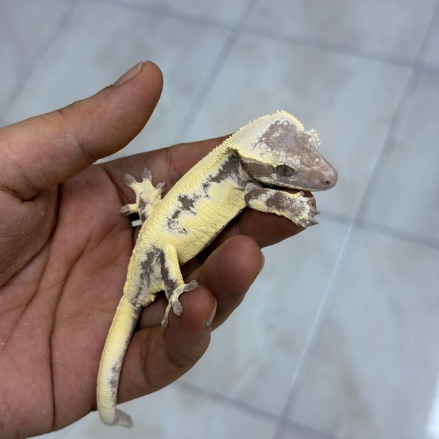 LW Sable Axanthic