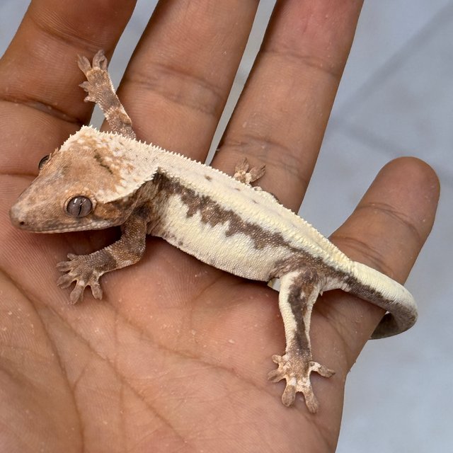 LW Sable 100% Het Axanthic