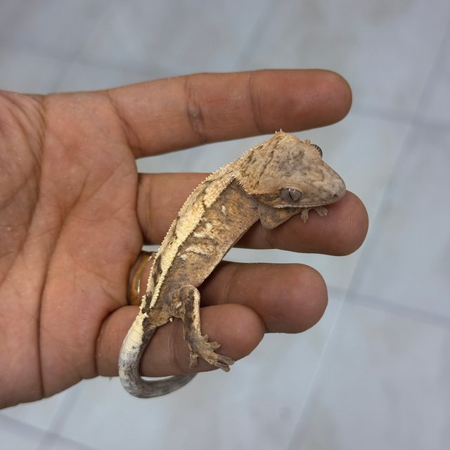 100% Het Axanthic Sable