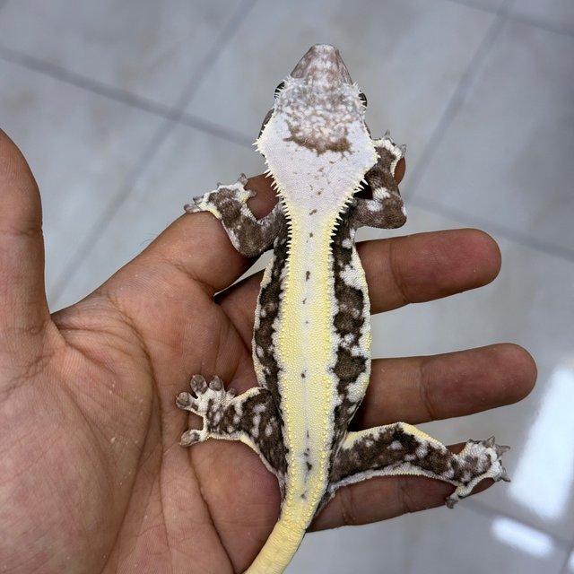 Lilly Axanthic