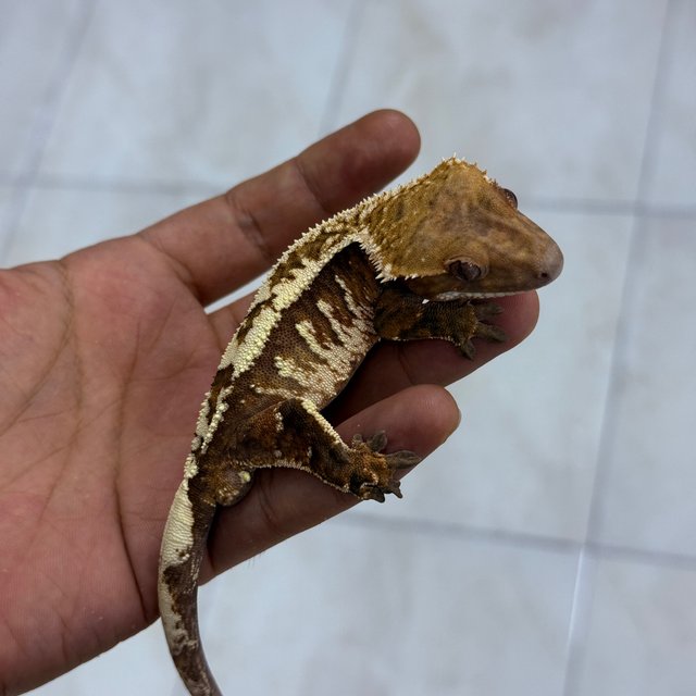 Sable 100% Het Axanthic