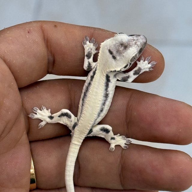 Axanthic LW Sable