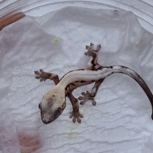 100% Het Axanthic Super Sable LW