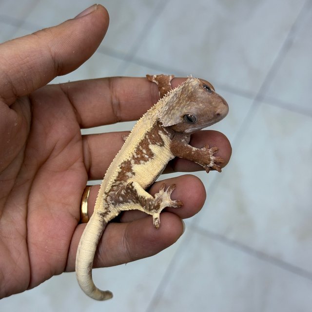 Lilly White Chocho